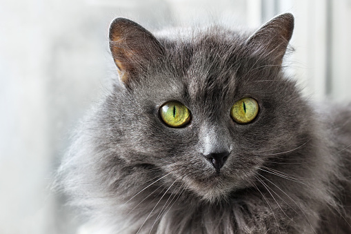 Beautiful gray Nebelung cat is sitting near window inside home.