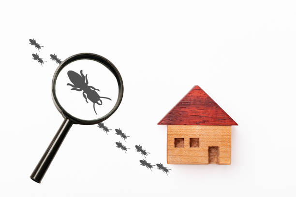 istock Wooden house with magnifying glass and termites 1256680201