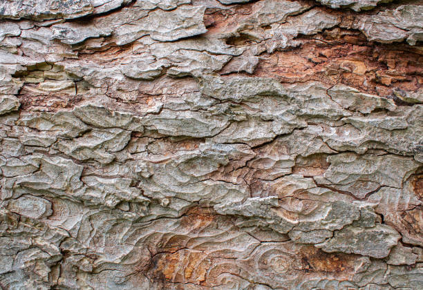 istock Texure of bark for background 1256681331
