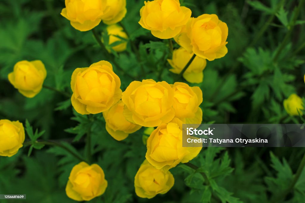 Beautiful yellow Globeflowers European (Ranunculaceae) floral background. Wild meadow plant. Summer nature. Copy space. Agricultural Field Stock Photo