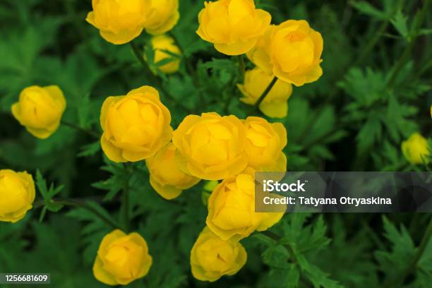 Beautiful Yellow Globeflowers European Floral Background Wild Meadow Plant Summer Nature Copy Space Stock Photo - Download Image Now
