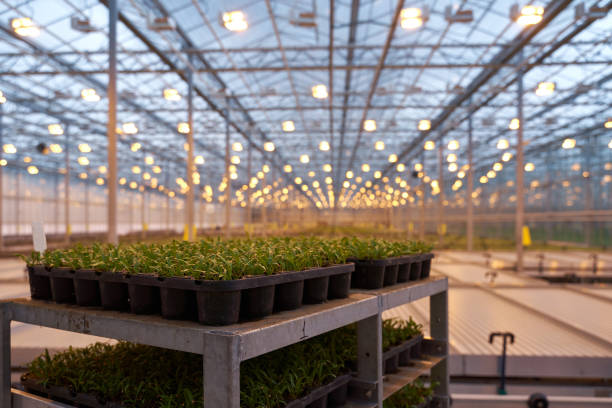 istock Light greenhouse with young sprouts of greenery. 1256683136