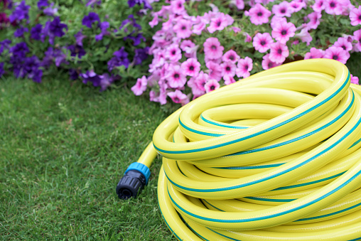 Plastic yellow rolled up hose pipe with connector on the grass and flowers