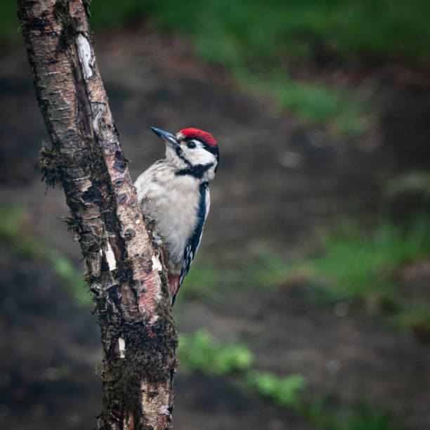 istock Male Great Spotted Woodpecker (Dendrocopos major) 1256685824