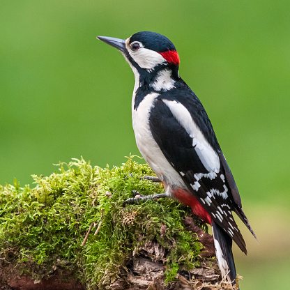 Male Great Spotted Woodpecker (Dendrocopos major) in a small wood in Scotland