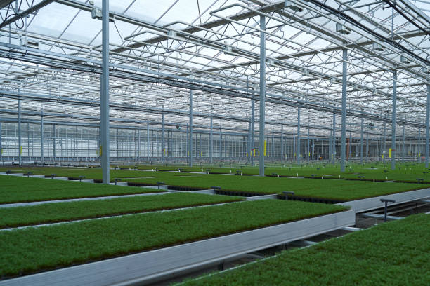 istock Light greenhouse with young sprouts of greenery. 1256686476