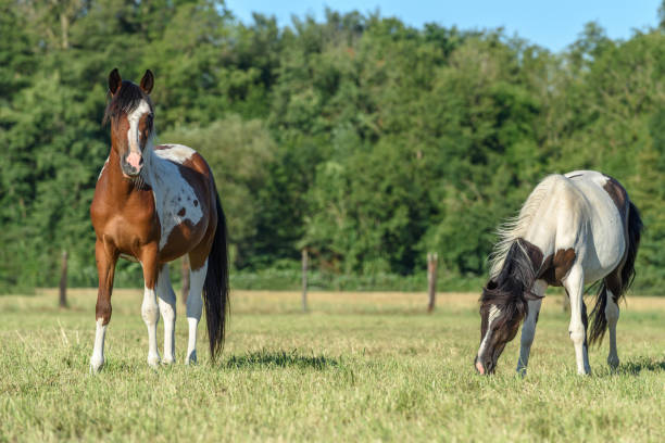 istock Ponies in a pasture in the countryside 1256688235