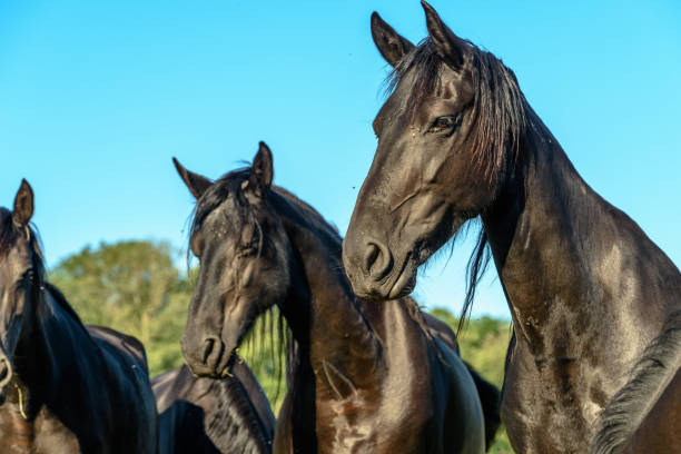 istock Ponies in a pasture in the countryside 1256688242