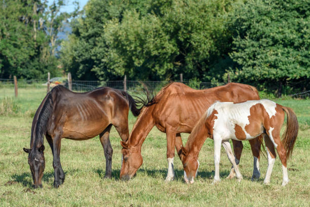 istock Ponies in a pasture in the countryside 1256688295