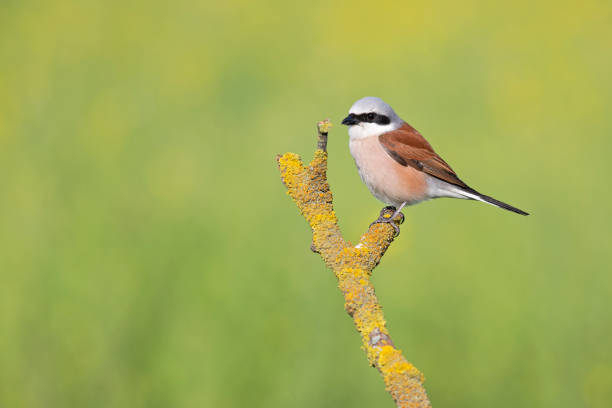 istock A male red-backed shrike perched on a branch in Germany 1256690095