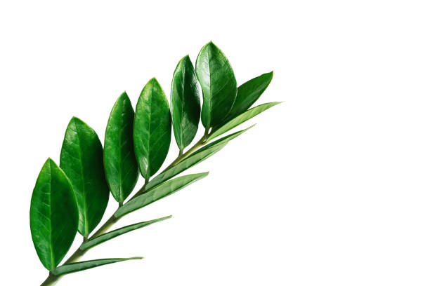 istock abstract green leaf texture, nature background, tropical leaf 1256690910