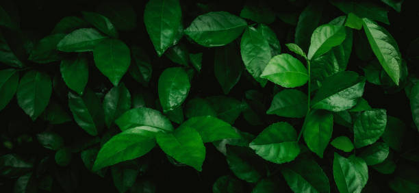 istock abstract green leaf texture, nature background, tropical leaf 1256691290