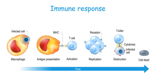 면역 반응 및 항원 프리젠 테이션 - macrophage human immune system cell biology stock illustrations