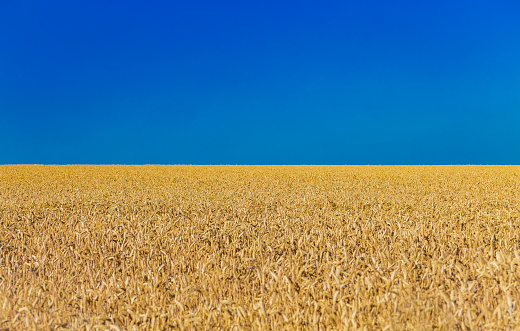 Closeup of harvest of ripe golden wheat rye ears under a clear blue sky in background. Symbol of Ukraine - Ukrainian national blue yellow flag