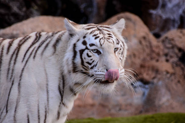 istock Rare White Striped Wild Tiger 1256694373
