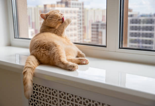 istock Scottish fold red cat lies on the windowsill 1256694457
