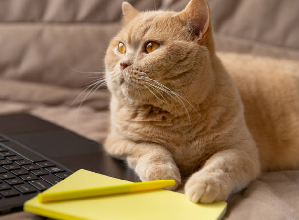 istock Red cat lies on the sofa with laptop and notepad 1256694609