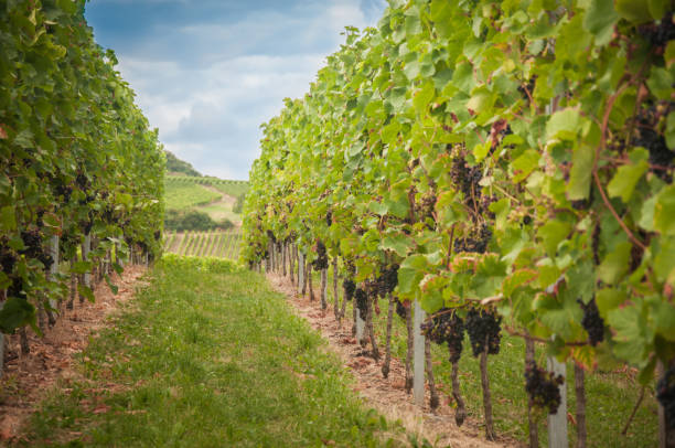 istock Vineyard summer landscape. Farm winery and wine growing. 1256696193