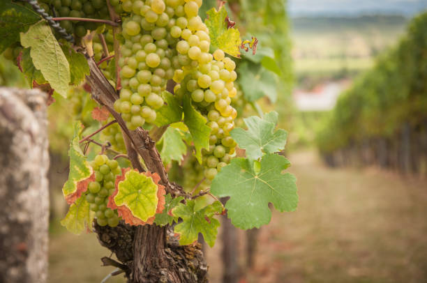 istock A vine with green grapes. Vineyard summer landscape. 1256696212