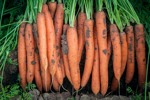Smooth and attractive carrot roots with foliage dug into the field. Farming and gardening. Vegetable harvesting.