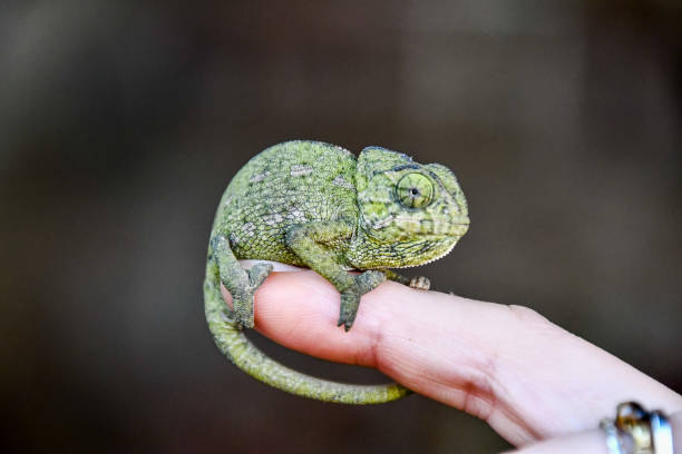 istock chameleon on hand, photo as background, baby chamaleon 1256697608