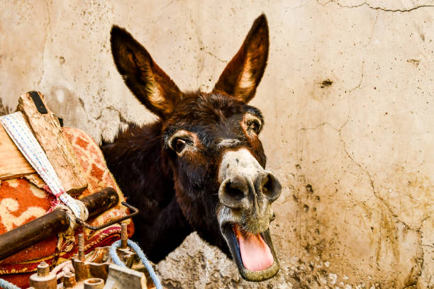 istock donkey in front of wall, photo as background 1256697621