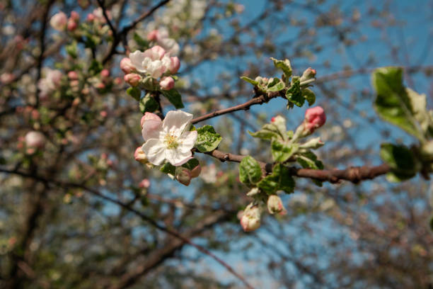 istock Apple tree spring white flowers bloom in garden 1256697775