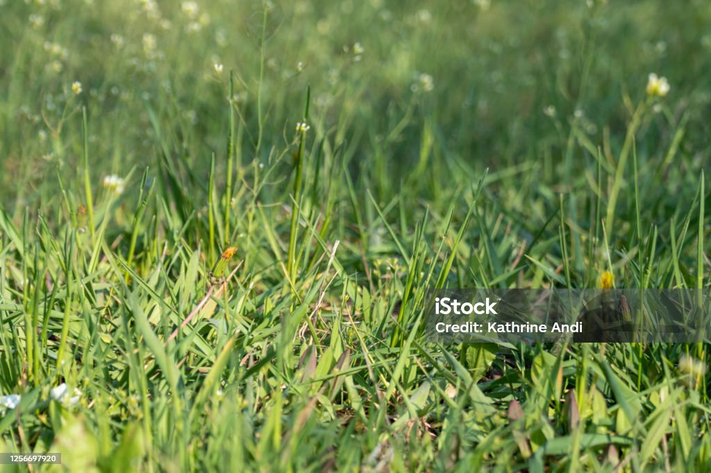 Spring Grass Colour Green Fresh Spring Wild Grass Light Color Stock Photo - Download Image ...