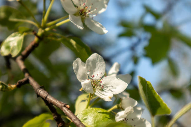 istock Pear tree spring white flowers bloom in garden 1256698023