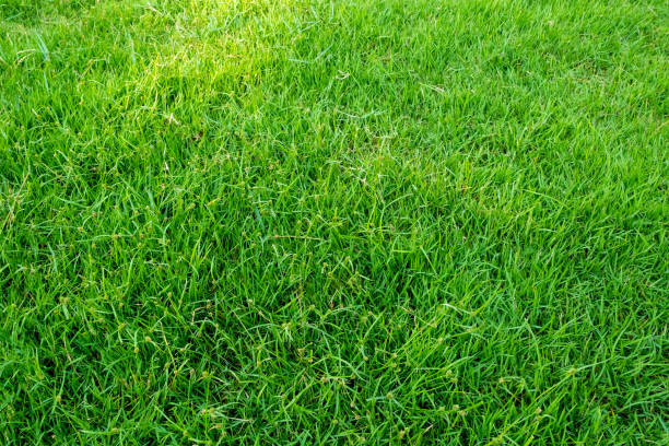 istock Background of green grass field. 1256698145
