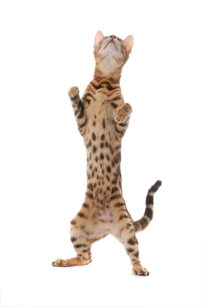 istock Bengal cat standing on its hind legs isolated on a white 1256699212