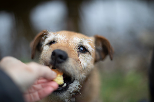 A shot of an unrecognisable person feeding a Border Terrier a scone in Northumberland, Northeastern England.