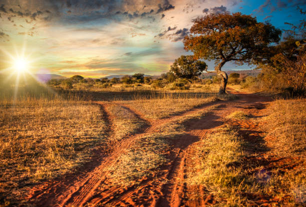아름다운 아프리카 석양을 감상할 수 있는 비포장 도로와 나무 - south africa africa savannah sky 뉴스 사진 이미지