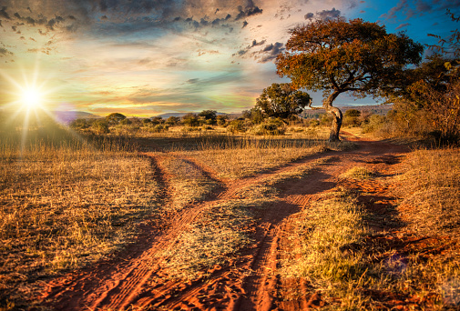 Dirt road and tree in a scenic African sunset landscape