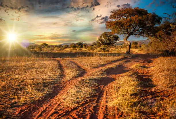 Dirt road and tree in a scenic African sunset landscape
