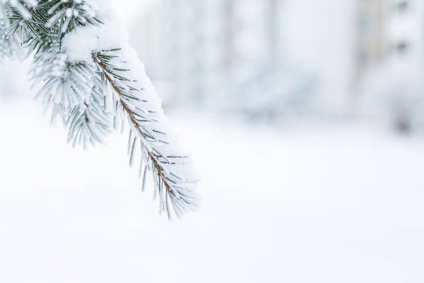 istock Hoarfrost in spruce tree branches at winter 1256701190