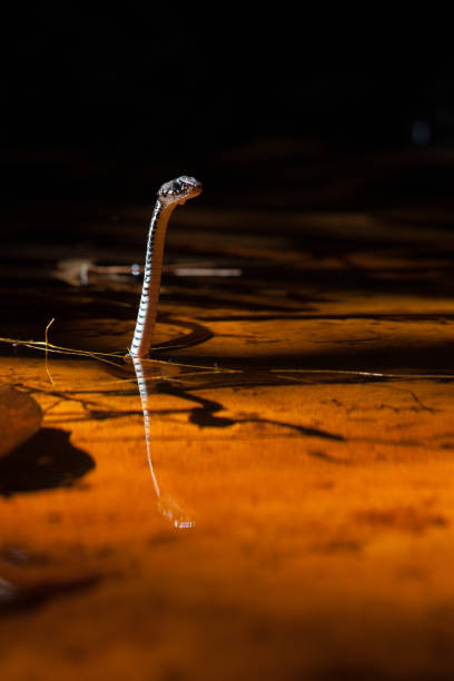 istock Small snake in water at tropical forest in Borneo 1256701296