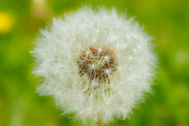 istock Beautiful fluffy dandelion with seeds against the green grass 1256701794