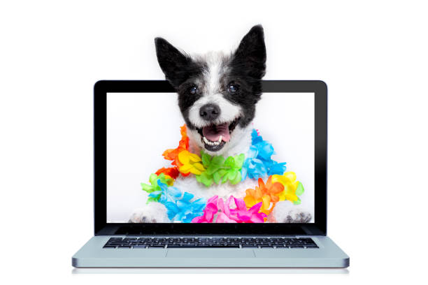 dog booking online
