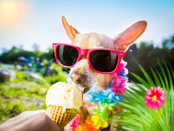 istock dog  summer vacation   licking ice cream 1256704610