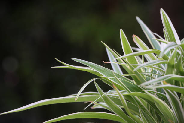 Close up the green grass leaves with selective focus, blank space for copy.