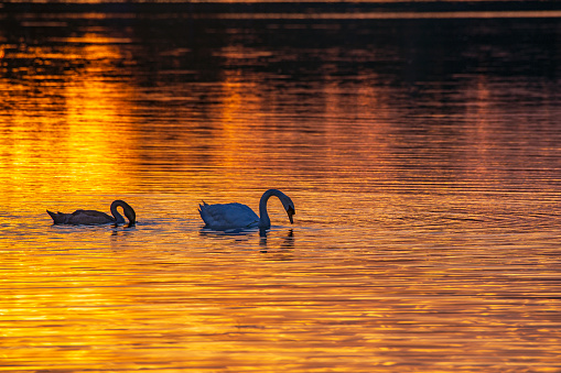 Swans at Twilight on the lake with golden reflection.