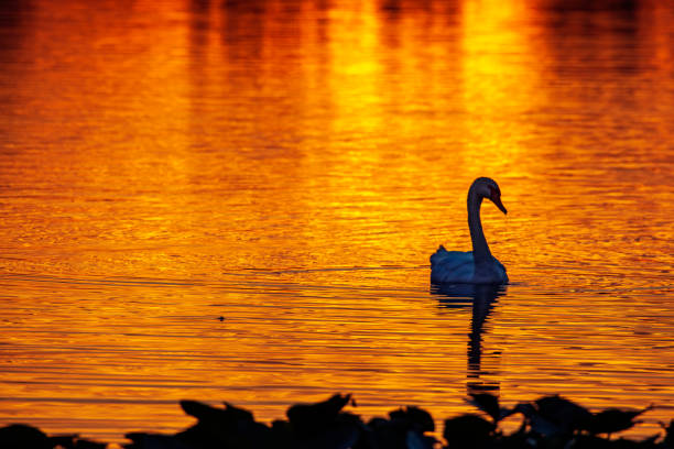 Lone Swan on Golden Pon
