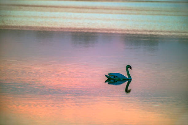 Lone Swan on Lake at Sunset