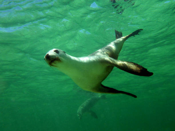 istock Wild sea lions playing under the sea 1256705343