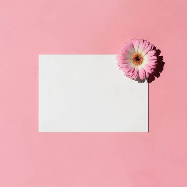 istock Blank white a5 paper mockup with gerbera flower isolated on a pink background. Flat lay, top view. Branding identity. Add your text. 1256706312