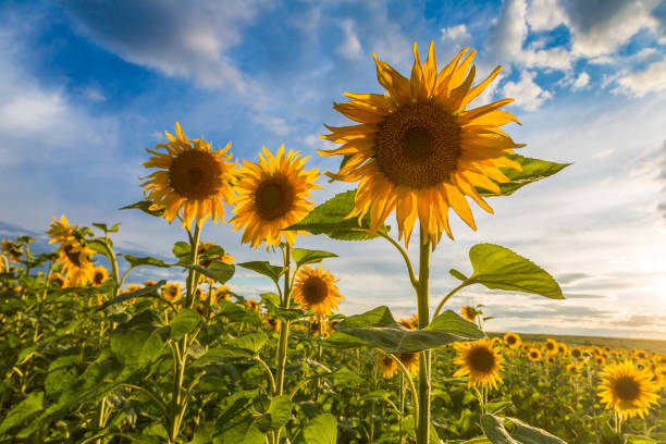 istock Field of blooming sunflowers 1256707816