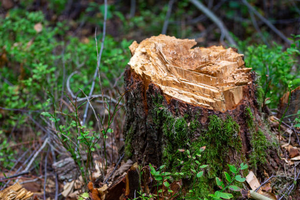 istock Closeup on a tree stump in the woods 1256709497
