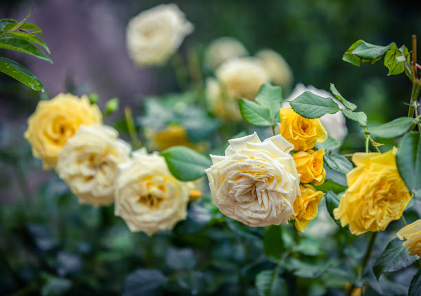 istock Yellow rose on the branch 1256709581