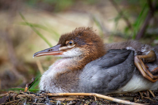 istock Juvenile Great crested grebe (Podiceps cristatus)  rests on the shore 1256709606